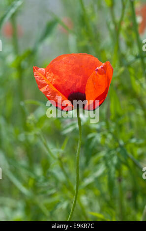 Un turco fiore di papavero contro uno sfondo verde del fogliame Foto Stock