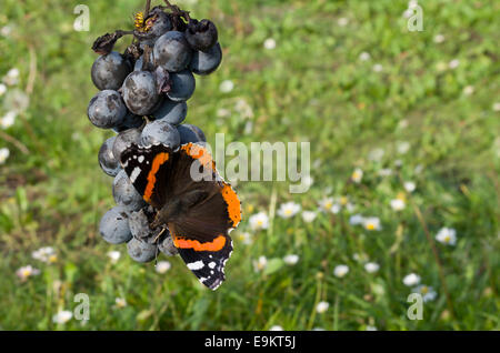 Red Admiral Butterfly e comune Wasp mangiare uva blu Foto Stock