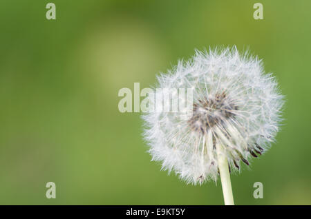 Testa di tarassaco Closeup con sfocato sfondo verde Foto Stock