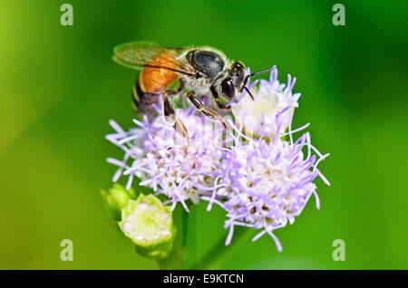 Chiudere fino piccole api in cerca di nettare sul fiore di caprone infestante in Thailandia Foto Stock