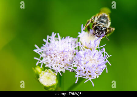 Chiudere fino piccole api in cerca di nettare sul fiore di caprone infestante in Thailandia Foto Stock