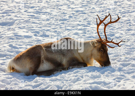 La renna close up - la Lapponia Finlandia Foto Stock