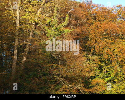 Colori autunnali nelle foglie sugli alberi lungo il Seven Bridges Walk, Fountains Abbey, Fountains, Ripon, North Yorkshire Foto Stock