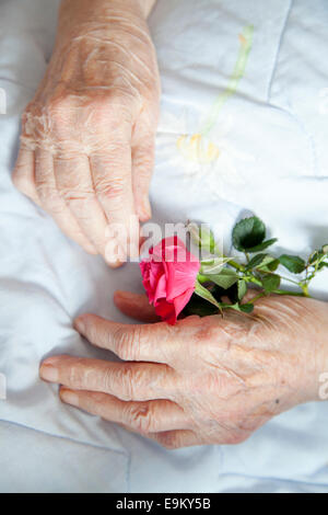 Mani di 92 anni lady holding bella rosa Foto Stock