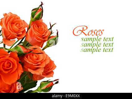 Orange roses isolato su bianco Foto Stock