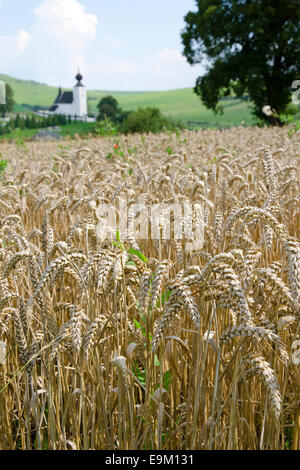 The wheat field in Zehra, Slovakia Foto Stock
