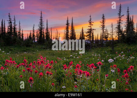 Indian paintbrush fiori selvatici, Mount Revelstoke National Park, Selkirk Mountains, British Columbia, Canada Foto Stock