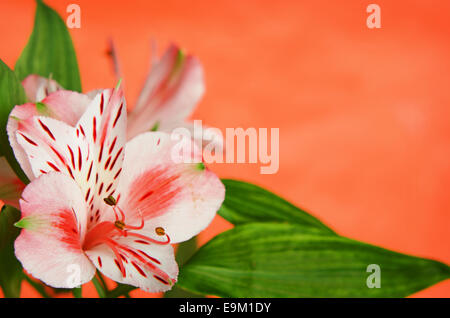 Alstroemeria fiori su sfondo arancione Foto Stock