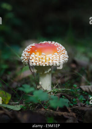 Amanita muscaria, fly agaric - Comune di funghi tossici noti per le proprietà allucinogene (Magic Mushroom rosso) foresta di funghi Foto Stock