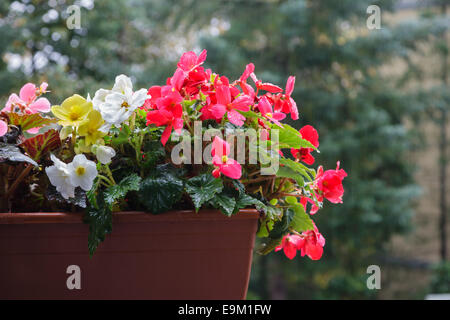 Un grande contenitore di Begonia flower nonstop begonia tuberhybrida, tuberose begonie Foto Stock