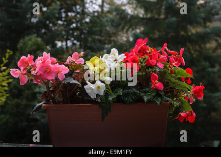 Grande contenitore di Begonia flower nonstop begonia tuberhybrida, tuberose begonie Foto Stock