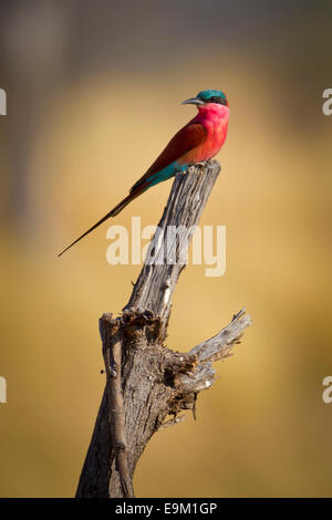 Southern Carmine gruccione posatoi su un ramo Foto Stock