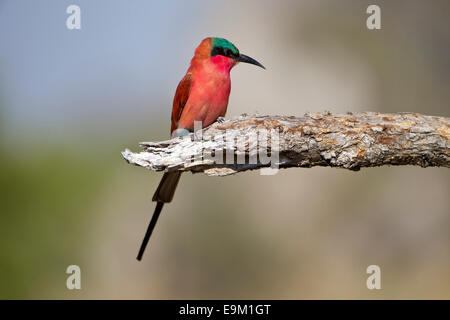 Southern Carmine gruccione posatoi su un ramo Foto Stock