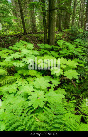 Fitto sottobosco di diavoli club piante, Mount Revelstoke National Park, Selkirk Mountains, British Columbia, Canada Foto Stock