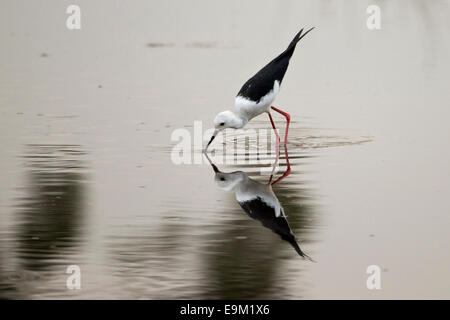 Black winged stilt ricerche per cibo, riflette ancora in acqua. Foto Stock