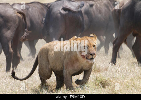 Lion con il sangue sulla sua faccia ritiri da una mandria di bufali. Foto Stock