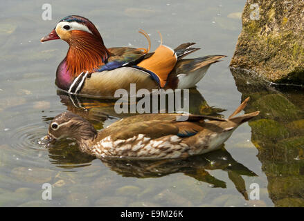 Due anatre di mandarino, Aix galericulata, marrone opaco maschio e femmina con spettacolari variopinto piumaggio sulle calme acque del lago, Inghilterra Foto Stock