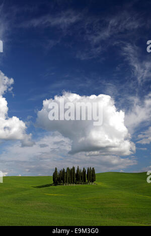 Un boschetto di cipressi su verdi colline, nei pressi di San Quirico d'Orcia, Val d'Orcia, Toscana, Italia Foto Stock