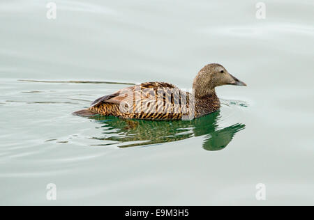 Femmina Eider duck, Somateria mollissima, paddling sulle calme acque blu del porto di Seahouses, Northumberland, Inghilterra Foto Stock