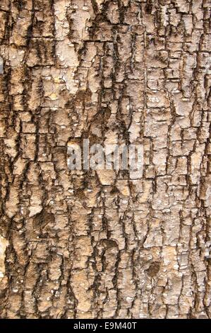 Weathered di corteccia di albero con spaccature in primo piano Foto Stock