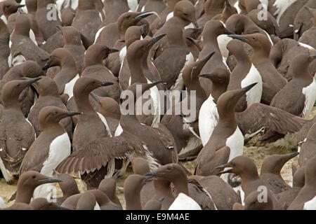 Chiudere fino alla folla di nidificazione guillemots / murres, Uria aalge, riproducente corpi & volti di numerosi uccelli, una a base di pesce nel becco Foto Stock