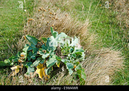 Cavolo selvatico o mare, cavolo Brassica oleracea, a livello nazionale scarse impianto trovato crescente su chalk downland Foto Stock