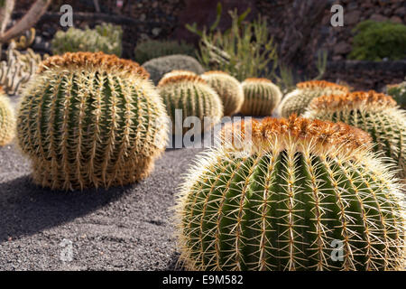 Il Giardino dei Cactus, Jardin du Cactus, Lanzarote Foto Stock