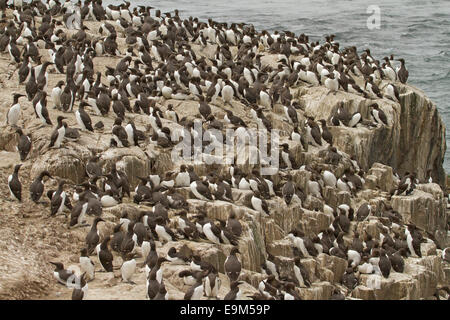Immensa e congestionata colonia di nidificazione guillemots / murres, Uria aalge, sulle coste alte e rocciose di farne isole, Inghilterra Foto Stock