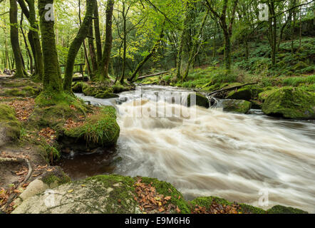 Il fiume Fowey come fluisce attraverso Golitha scende una ripida valle boscosa a Bodmin Moor in Cornovaglia Foto Stock