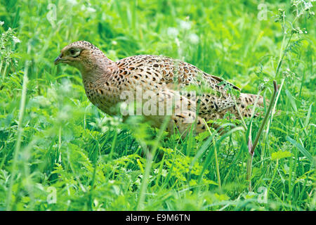 Femmina anello comune di collo di fagiano Phasianus colchicus nel selvaggio tra fitti verde vegetazione nativa vicino a Harrogate Inghilterra Foto Stock