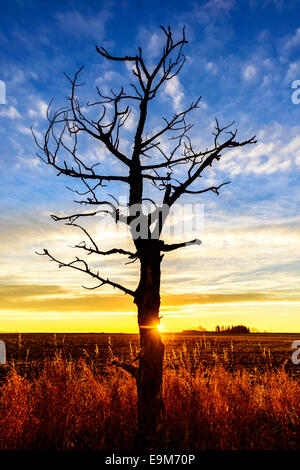 Silhouette di un albero morto nelle praterie. Foto Stock