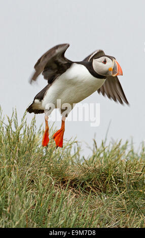 Puffini, Fratercula arctica, in volo contro sky & atterraggio con piedi quasi a toccare erba sulle isole farne Inghilterra Foto Stock