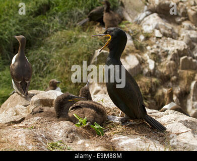 Shag / cormorano Phalacrocorax aristotelis sulle rocce da nido con due grandi fluffy pulcini & guillimot vicino a farne le isole Foto Stock