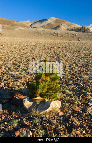 Giovani bristlecone pine al Patriarca Grove, Bristlecone antica foresta di pini, Inyo National Forest, California Foto Stock