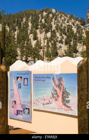 Schulman Grove Visitor Center schede interpretative, Bristlecone antica foresta di pini, Inyo National Forest, California Foto Stock