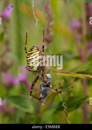 Ripresa macro di un grande striped ragno con preda catturata Foto Stock