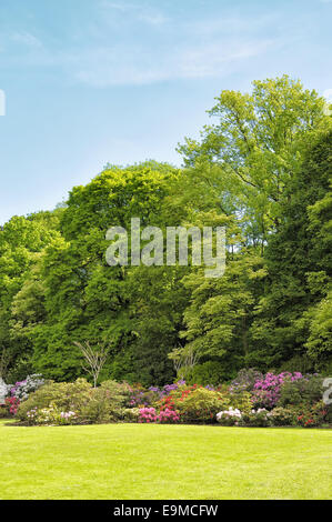 Parc coloniale di Bruxelles in Belgio con la fioritura dei rododendri Foto Stock