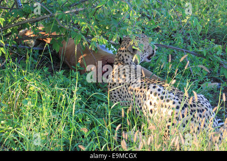 Un ghepardo (Acinonyx jubatus) che appena fatto un uccisione, mangiare un'impala nelle boccole (Sud Africa). Foto Stock