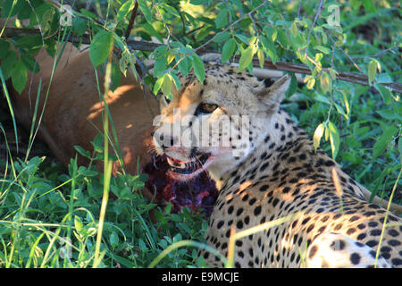 Un ghepardo (Acinonyx jubatus) che appena fatto un uccisione, mangiare un'impala nelle boccole (Sud Africa). Foto Stock