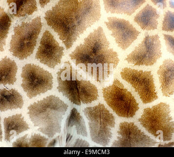 La giraffa la texture della pelle Foto Stock