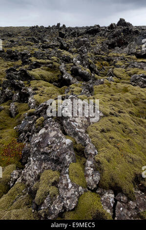 Roccia allungato Moss (Niphotrichum elongatum) che cresce in un campo di lava, Reykjanesskagi, penisola meridionale o di Reykjanes, Islanda Foto Stock