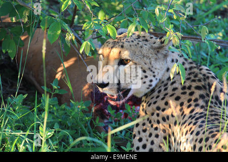 Un ghepardo (Acinonyx jubatus) che appena fatto un uccisione, mangiare un'impala nelle boccole (Sud Africa). Foto Stock