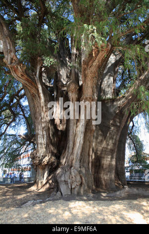 Montezuma gigante cipresso Foto Stock