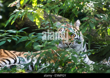 In via di estinzione tigre del Bengala in cattività Foto Stock