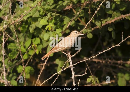 Rufous Bush Robin Cerotrichas syriacus gara orientale Turchia Antalya Foto Stock