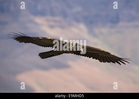 Gipeto, Gypaetus barbatus, subadult, Giant's Castle riserva, Kwazulu Natal, Sud Africa Foto Stock