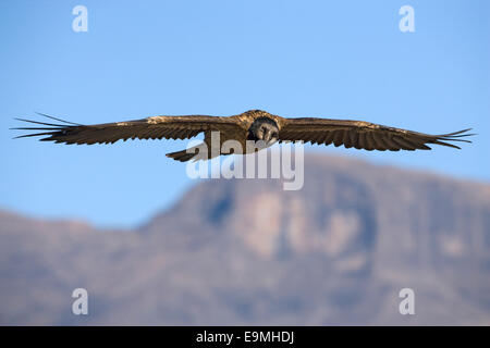 Gipeto, Gypaetus barbatus, subadult, Giant's Castle riserva, Kwazulu Natal, Sud Africa Foto Stock