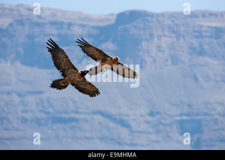 Gipeto, Gypaetus barbatus, adulti e subadult, Giant's Castle riserva, Kwazulu Natal, Sud Africa Foto Stock