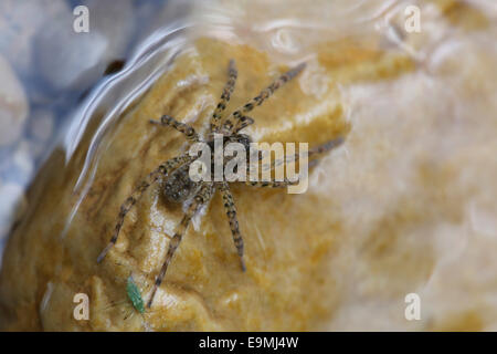 Unione ragno acqua campana subacquea Spider Argyroneta aquatica superficie delle acque della Croazia Foto Stock