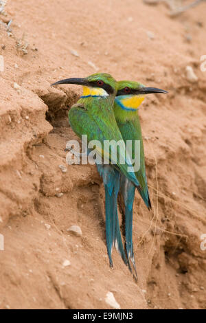 Swallow-tailed i gruccioni, Merops hirundineus, al foro di nido, Kgalagadi Parco transfrontaliero, Sud Africa Foto Stock